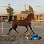 خرید اسب و فروش اسب_اسب عرب کورسی