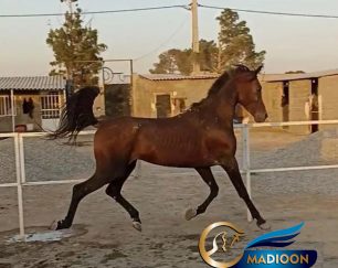 خرید اسب و فروش اسب_اسب عرب کورسی
