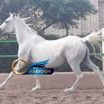 خرید اسب و فروش اسب_مادیون عرب