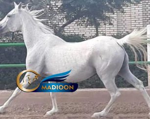 خرید اسب و فروش اسب_مادیون عرب