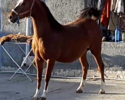 خرید اسب و فروش اسب_ژیوار