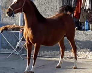 خرید اسب و فروش اسب_ژیوار