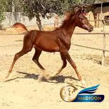 خرید اسب و فروش اسب_کره اسب عرب مصری