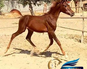 خرید اسب و فروش اسب_کره اسب عرب مصری