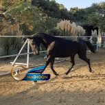 خرید اسب و فروش اسب_نریان آخال تکه ترکمن