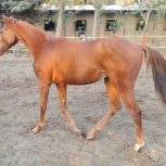 کره دوخون با خط خونی بالا