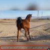 خرید اسب و فروش اسب_ کیمیا