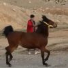 خرید اسب و فروش اسب_ کیمیا
