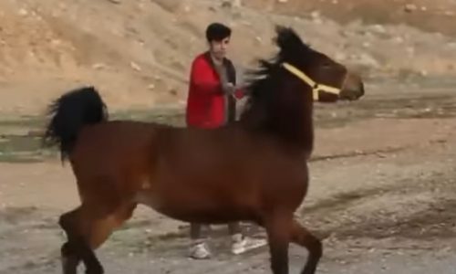 خرید اسب و فروش اسب_ کیمیا