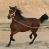خرید اسب و فروش اسب_ کیمیا