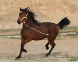 خرید اسب و فروش اسب_ کیمیا