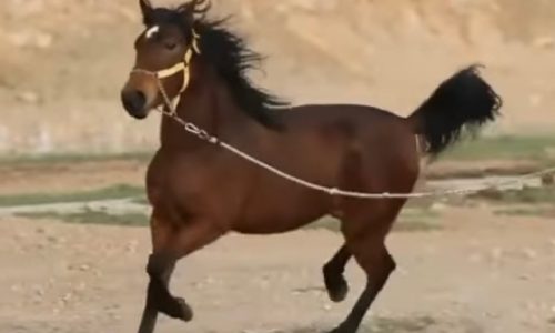 خرید اسب و فروش اسب_ کیمیا