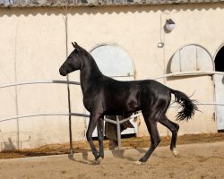 خرید اسب و فروش اسب_نریان آخال تکه مشکی