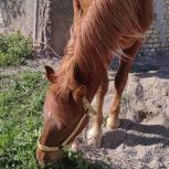 خرید اسب و فروش اسب_اسب نریان عرب-کرد