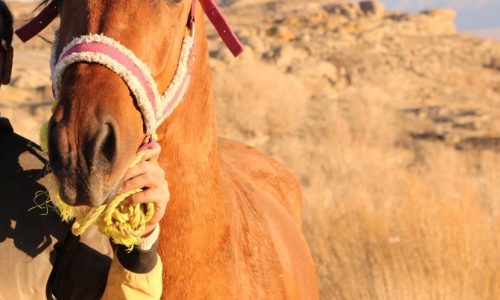 خرید اسب و فروش اسب_اسب نریون ترکمن(رادیکال)