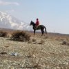 خرید اسب و فروش اسب_اسب ترکمن تک