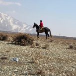 خرید اسب و فروش اسب_اسب ترکمن تک