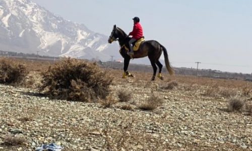 خرید اسب و فروش اسب_اسب ترکمن تک