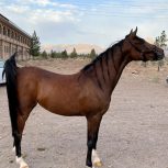 خرید اسب و فروش اسب_فروش اسب های عرب خالص ایرانی با شجره