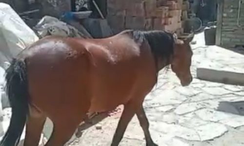 دو رأس اسب مادیون دوخون