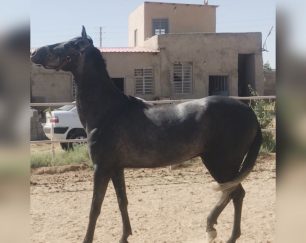 اسب ترکمن مادیان