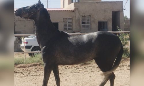 اسب ترکمن