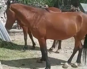 دو رأس اسب مادیون دوخون